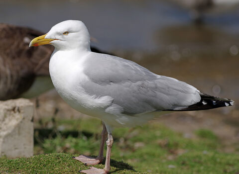 Herring gull | Cornwall Wildlife Trust